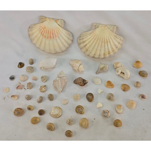 Seashell Lot 50 Mollusk Scallop Conch Clam Rock Snail 1" to 6" Crafts Collector - Picture 3 of 14